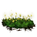 洞窟苔の花芽のアイコン
